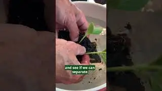 How To Pot Up Patty Pan Squash Seedlings