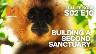 A New Sanctuary | Season 2 Episode 10 | Full Episode | Monkey Life