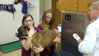 Microchip Identification for your pet