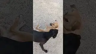 Street dog comedy 🥰🤫🙏