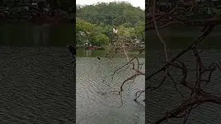 Birdwatcher&rsquo;s Paradise Kandy Lake Sri Lanka