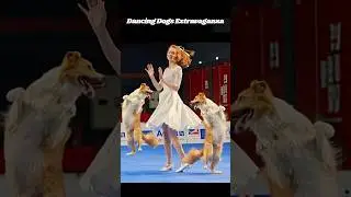 🐶Dogs Funky Disco Dances 💃Dogs Having a party #Dogs #Dancing #Disco #Funny