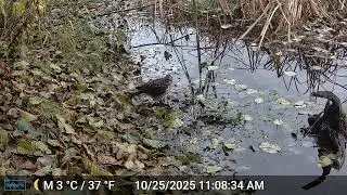 Sharp Shin Hawk