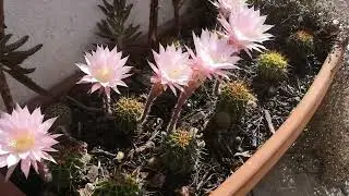 Un'esplosione di colore...cactus in fiore 