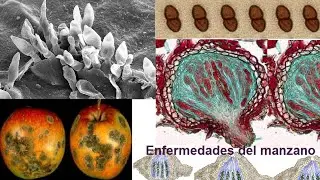 Plagas y Enfermedades del Manzano en Santiago Nuevo León