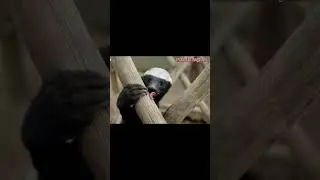 Porsuk Başkan Pazar Mesaisi 🫣 #balporsuğu #keşfet #komik #viral