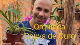 Orquídea Chuva de Ouro / Oncidium