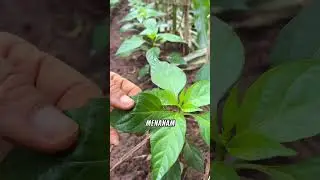 Begini menaman Tumpang sari cabe dan jagung #pertanian #tipsberkebun #petanimodern #trik