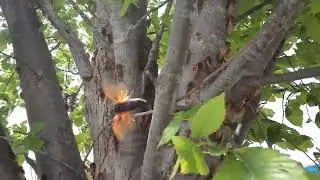 Cicadas in Missouri