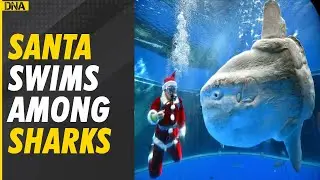 Diver Santa feed fish in Budapest aquarium