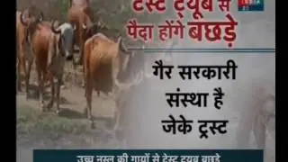 In a first, IVF with frozen embryo used for breeding indigenous cows