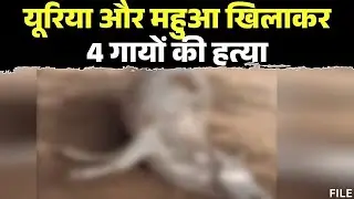 Singrauli News : यूरिया और महुआ खिलाकर 4 गायों की हत्या | अज्ञात बदमाश ने वारदात को दिया अंजाम