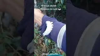 ORUGA PELUCHE 🐛