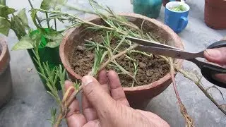 How to Grow Portulaca from Cuttings | Moss Rose