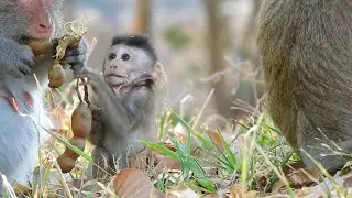 Mom Monkey Jane Delicious With Sweet Tamarind And Baby Jody Want To Try This Test