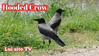 Hooded Crow / Lui sito TV