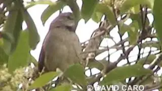Pale-breasted Spinetail, Chamicero P&aacute;lido (Synallaxis albescens)