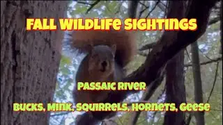 Awesome Fall Animal Sightings | Passaic River | While Pike Fishing