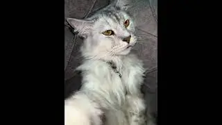 Simba #prank #26april #funny #april2 #story #april3 #rap #baby #cute #cutebaby