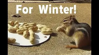 Mellie the Chipmunk vs a Plate of Peanuts!