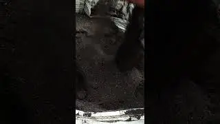 Black Soldier Fly 
