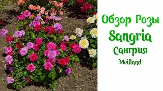 Розы Sangria в ПОЛЕ (Сангрия, Sonja Meilove) Meilland