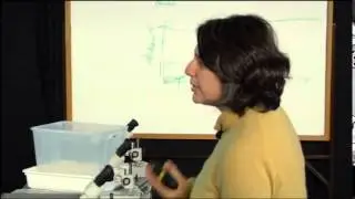 Grandes Aulas - &Aacute;caros: Feios, porcos e maus?