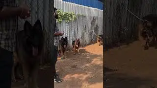 Yazhli Kennel ஜெர்மன் ஷெப்பர்ட் Dog Kennel