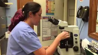 Vaginal Cytology