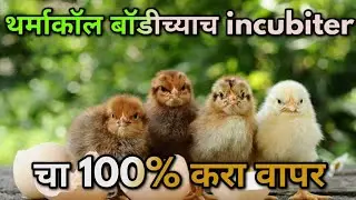 कुक्कुटपालनामध्ये आता थर्माकॉल बॉडीच्याच incubiter चा 100%करावा वापर - पण का ?