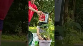 Overdue planting #fyp #garden #plants #parenting #mom #food #plantas #gardening #shorts #trending
