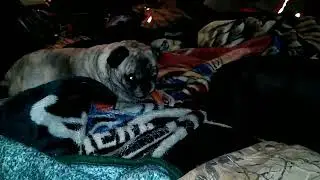 Every Night At Bedtime #pugs
