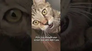 @theranch.crew: POV: You thought your screen was safe, didn't you 🐾😻 #cat  #catlover #kitty
