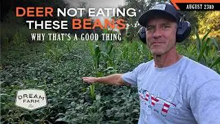 The Deer Aren't Eating this Soybean Variety - A Good Thing? | Dream Farm w/ Bill Winke