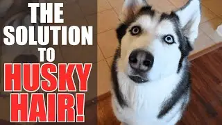 3 Ways To GET RID OF HUSKY HAIR FOREVER! (MY SECRET WEAPON!!!)