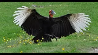 The Southern Ground Hornbill