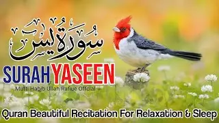 036Surah Yasin(Yaseen) | Full With Arabic | Beautiful recitation|یس سورہ 36| Ep00082