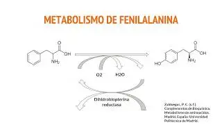 Metabolismo de fenilalanina: PKU