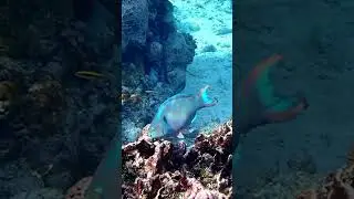 Queen Parrotfish, Fantasy Island, Roatan #snorkeling#Parrotfish #Queen Parrotfish #roatan