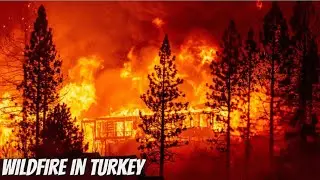 Wildlife In Turkey | Forest Fire Rages At Turkish Coast | 3 Dead and 200 injured | Alaska Earthquake