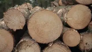 Arbeiten in der Holzwirtschaft? Wood be nice.