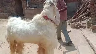 top quality Hansa male available