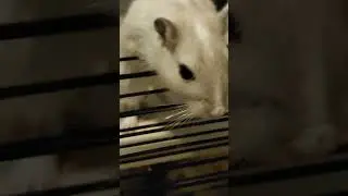 jaa ik heb gerbils ik heb er 3 hun heten coco finn en sam