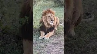 Kenya Safari 2024: Spectacular Wildlife Encounters Await!