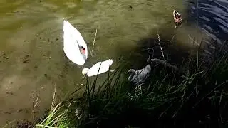Swan Cygnet Defense Against a Duck! 🦢 | Mother Swan Rushes to the Rescue #birds
