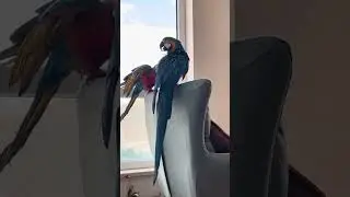 ÇOK GÜZEL OYNUYORLAR