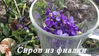 Сироп из цветов фиалки (фиалковый сироп). Сиропы из цветов. Viola odorata