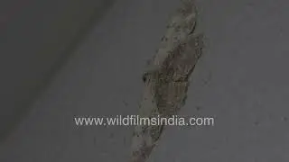 A Beautiful Geometridae Moth on surface a nature Close-Up