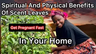 Spiritual and physical benefits Of Basil 🌿 Leaves In Your Home.
