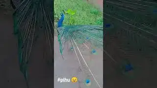 #peacock #pihu ❣️✌️